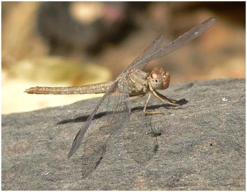 Réf. 195 180 : Crocothemis divisa